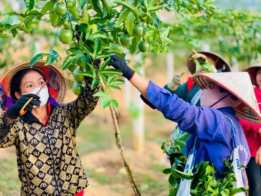 Điện Biên: Tạo sinh kế, nâng chất lượng đời sống người dân