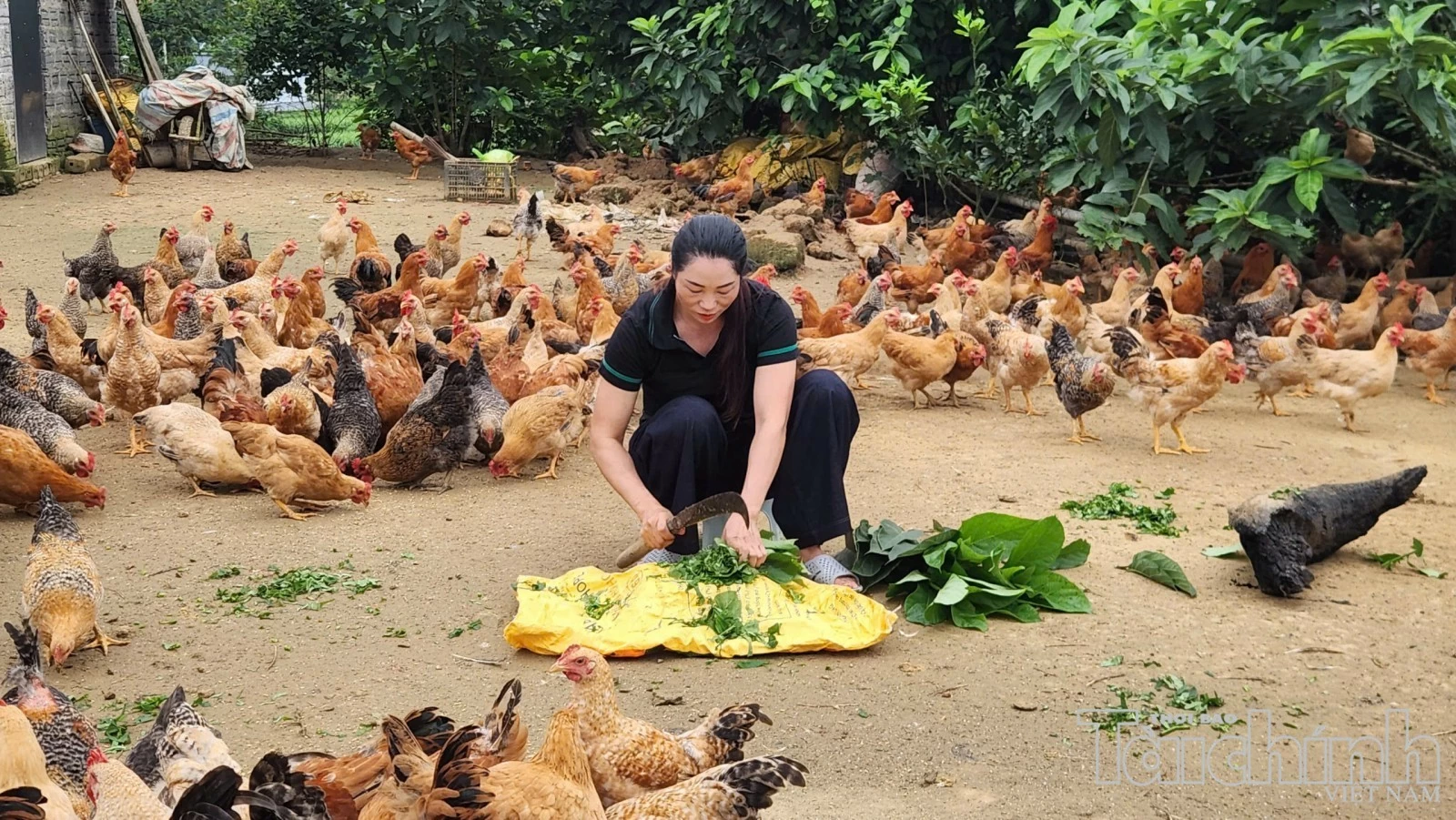 Quảng Ninh tạo thêm động lực phát triển từ vùng cao, biên giới