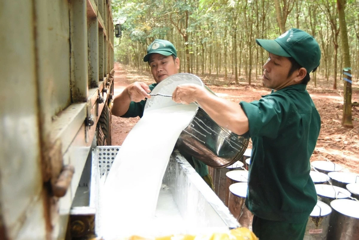 Ngày 17/10: Giá cao su xuất khẩu của Việt Nam liên tục tăng cao