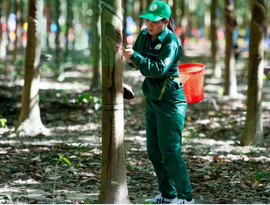 Ngày 18/10: Giá cao su thế giới biến động trái chiều Ngày 18/10: Giá cao su thế giới biến động trái chiều