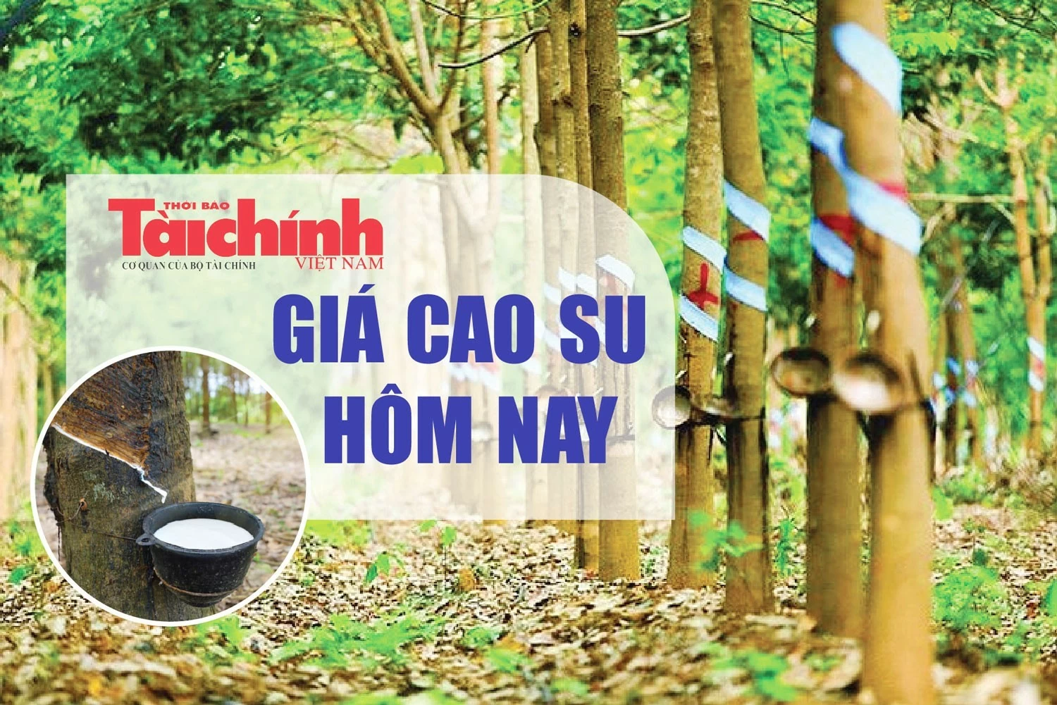 Ngày 19/10: Giá cao su trên các sàn giao dịch châu Á diễn biến trái chiều Ngày 19/10: Giá cao su trên các sàn giao dịch châu Á diễn biến trái chiều
