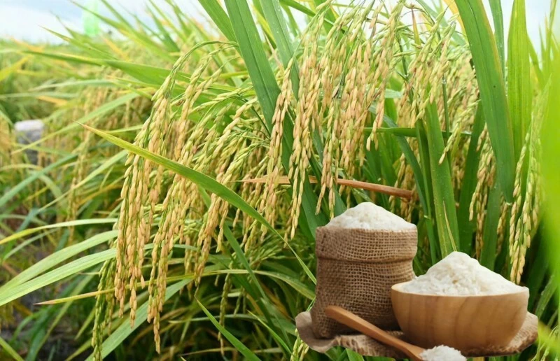Ngày 19/10:  Giá lúa gạo tại Đồng bằng sông Cửu Long ít biến động