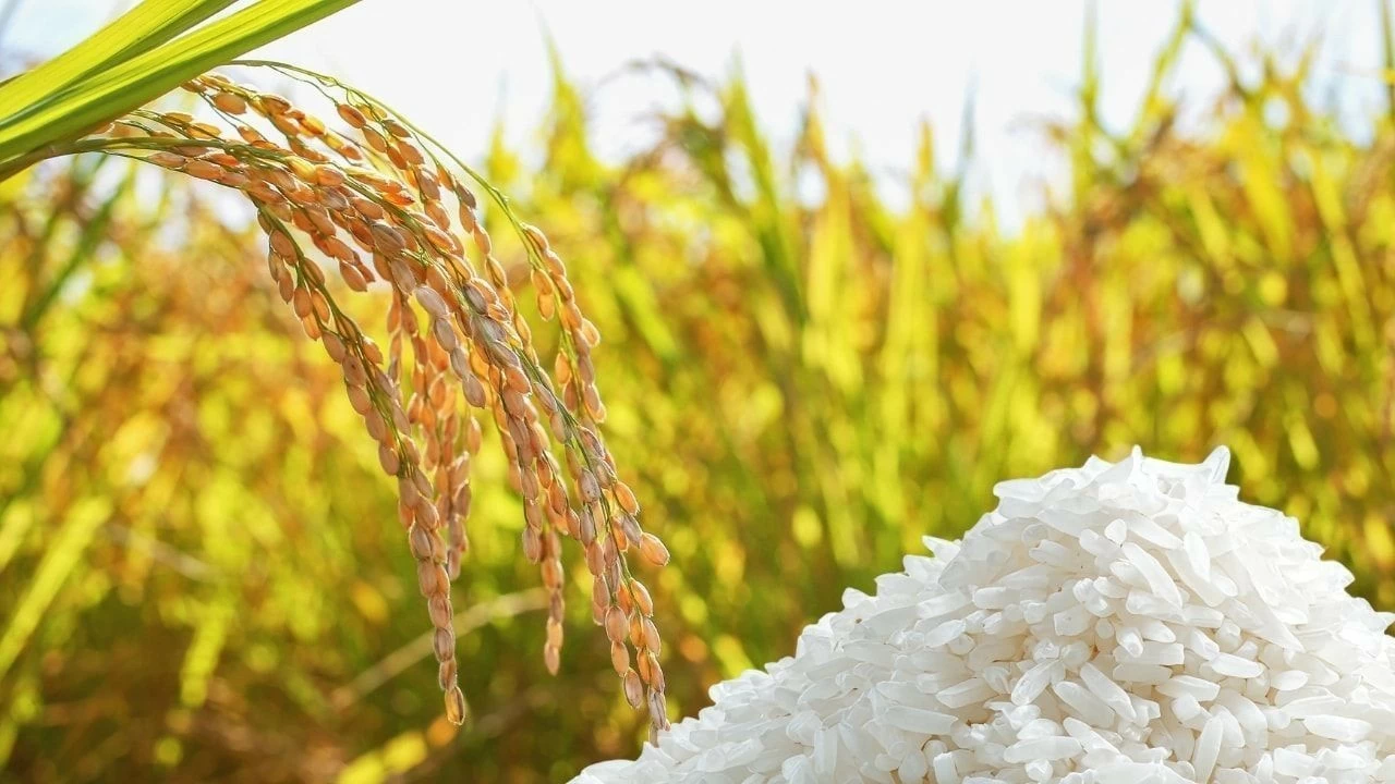 Ngày 20/10: Giá lúa gạo tại Đồng bằng sông Cửu Long bình ổn